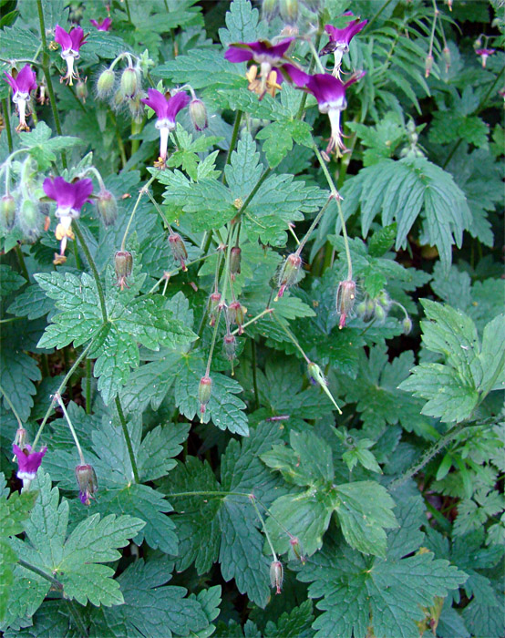 Geranium reflexum / Geranio a petali riflessi